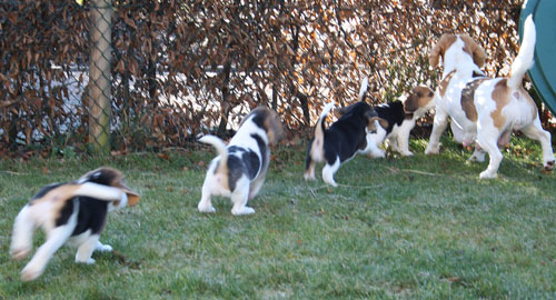 Beaglewelpen laufen Galopp